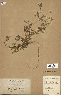 spécimen de Silene colorata