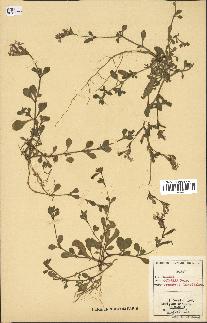 spécimen de Silene colorata