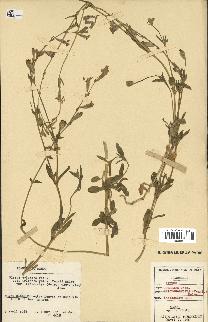spécimen de Silene colorata