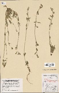spécimen de Silene colorata
