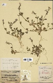 spécimen de Silene colorata