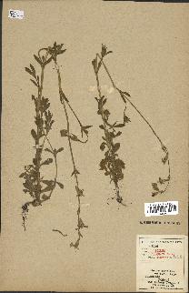 spécimen de Silene colorata