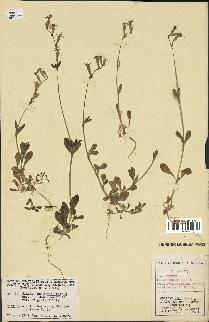 spécimen de Silene colorata