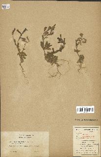 spécimen de Silene colorata