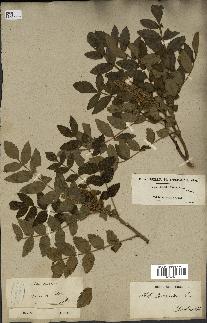 spécimen de Rhus coriaria