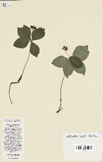 spécimen de Cornus canadensis