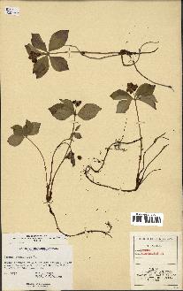 spécimen de Cornus canadensis