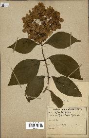 spécimen de Hydrangea hortensis