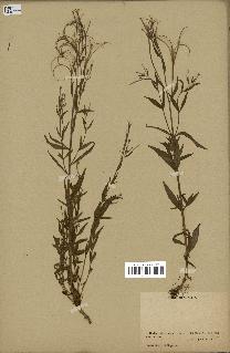 spécimen de Epilobium palustre
