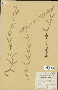 spécimen de Epilobium palustre