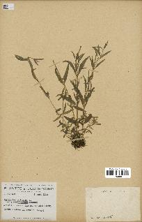 spécimen de Epilobium palustre