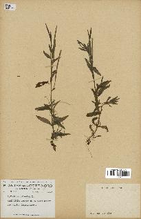 spécimen de Epilobium palustre