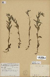 spécimen de Epilobium palustre