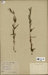 spécimen de Epilobium palustre