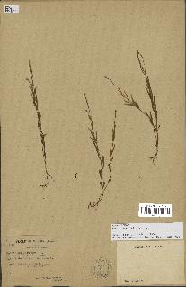 spécimen de Epilobium palustre