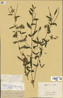 spécimen de Epilobium tetragonum