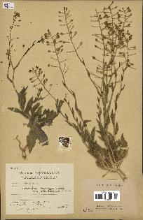 spécimen de Camelina microcarpa