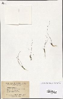 spécimen de Subularia aquatica