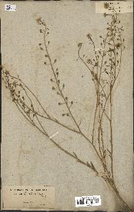 spécimen de Camelina microcarpa