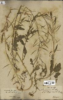 spécimen de Diplotaxis erucoides