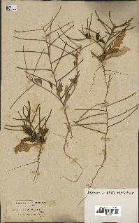 spécimen de Malcolmia africana