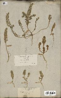spécimen de Alyssum parviflorum
