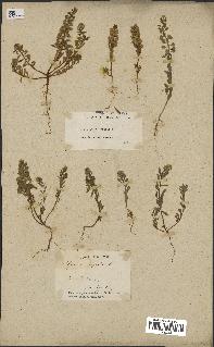 spécimen de Alyssum parviflorum