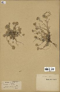 spécimen de Alyssum montanum
