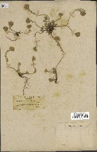 spécimen de Alyssum montanum