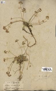 spécimen de Alyssum montanum