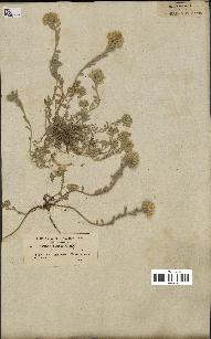 spécimen de Alyssum montanum