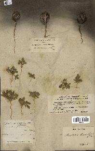 spécimen de Anastatica hierochuntica