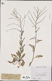 spécimen de Sisymbrium orientale