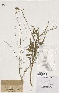 spécimen de Sisymbrium orientale