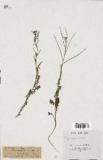spécimen de Sisymbrium orientale
