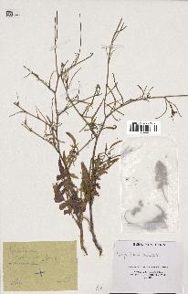 spécimen de Sisymbrium orientale
