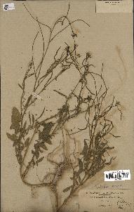 spécimen de Sisymbrium orientale