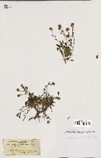 spécimen de Lepidium hirtum