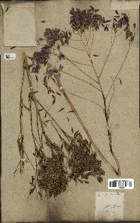 spécimen de Isatis tinctoria