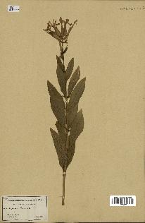 spécimen de Saponaria officinalis