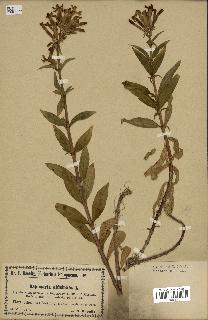 spécimen de Saponaria officinalis