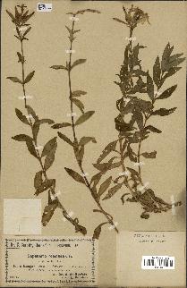 spécimen de Saponaria officinalis