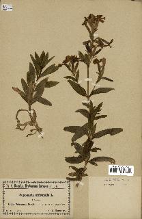 spécimen de Saponaria officinalis