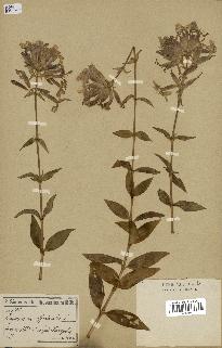 spécimen de Saponaria officinalis