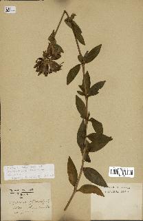 spécimen de Saponaria officinalis