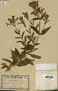 spécimen de Saponaria officinalis