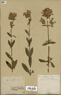 spécimen de Saponaria officinalis