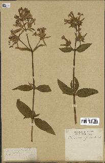 spécimen de Saponaria officinalis