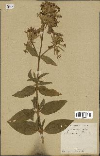 spécimen de Saponaria officinalis