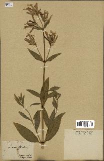 spécimen de Saponaria officinalis